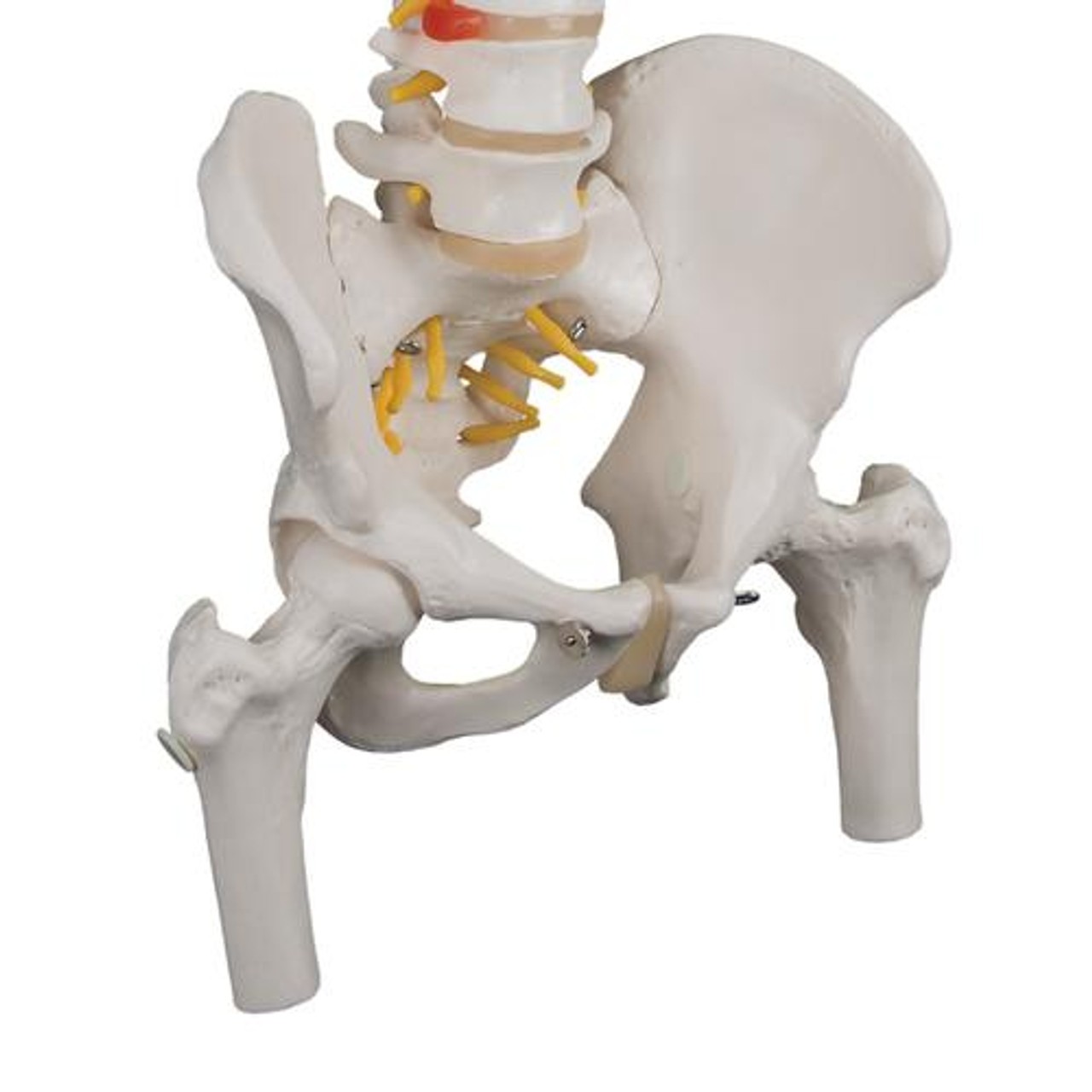 Classic Flexible Human Spine Anatomy Model With Femur Heads