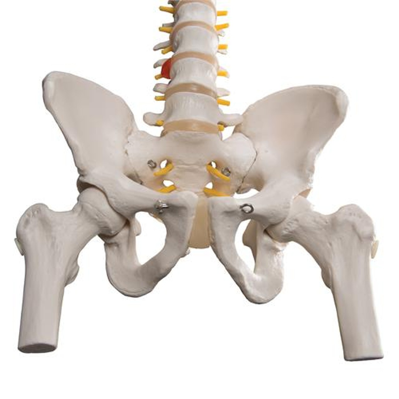Classic Flexible Human Spine Anatomy Model With Femur Heads