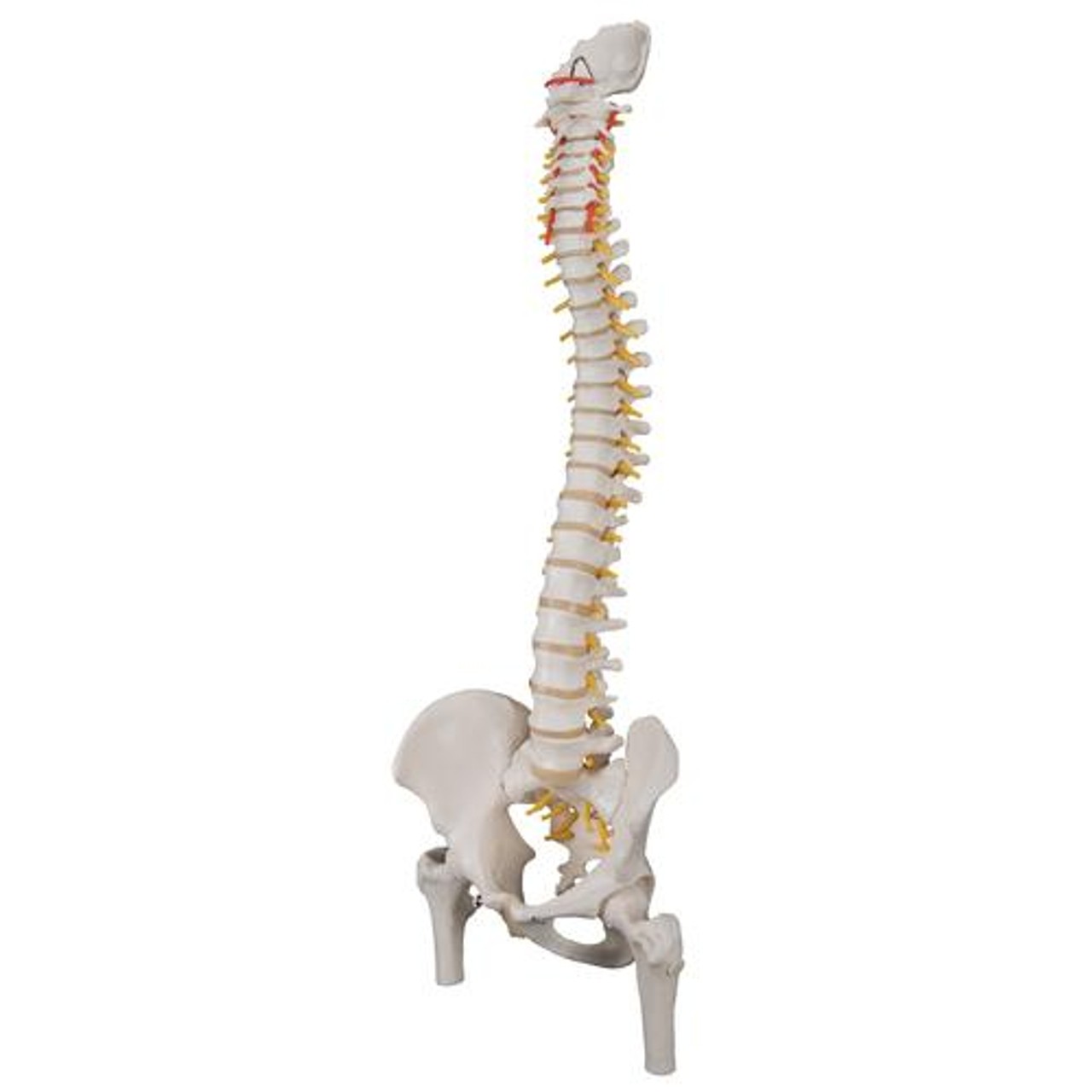 Classic Flexible Human Spine Anatomy Model With Femur Heads