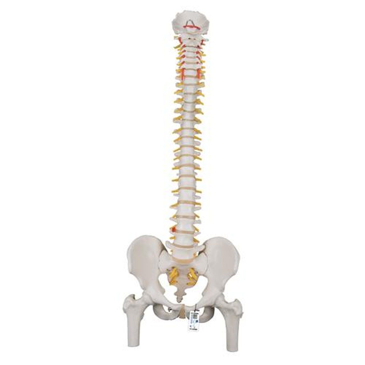 Classic Flexible Human Spine Anatomy Model With Femur Heads