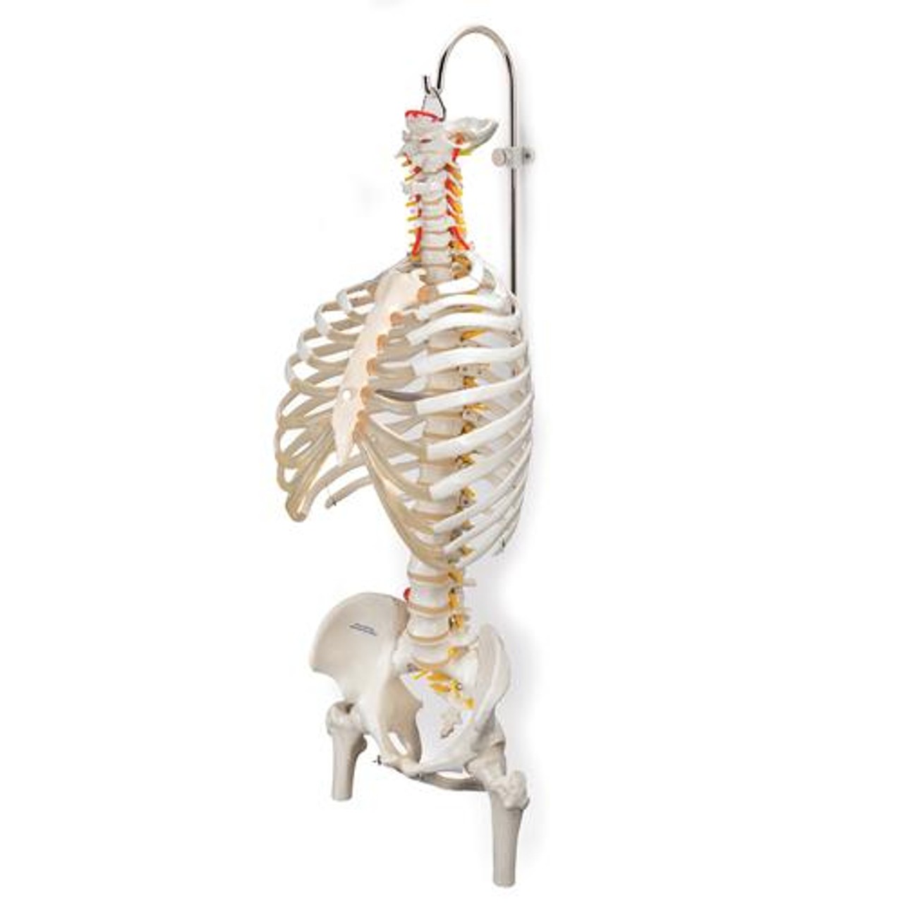Stand For Spinal Columns and Skeletons 3 Parts