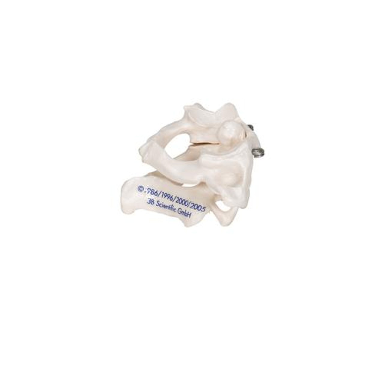 Atlas and Axis Bones Anatomy Model Without Stand