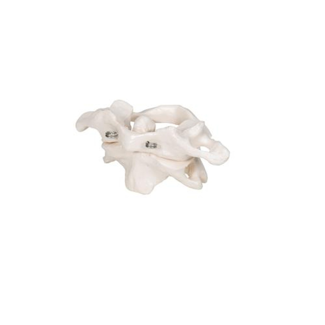Atlas and Axis Bones Anatomy Model Without Stand