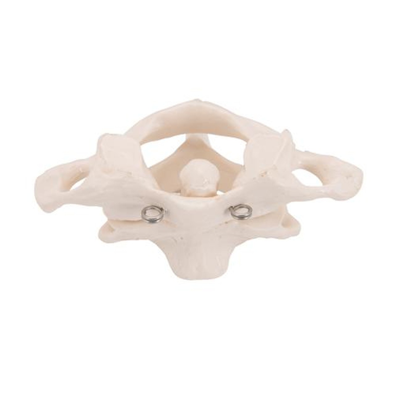 Atlas and Axis Bones Anatomy Model Without Stand