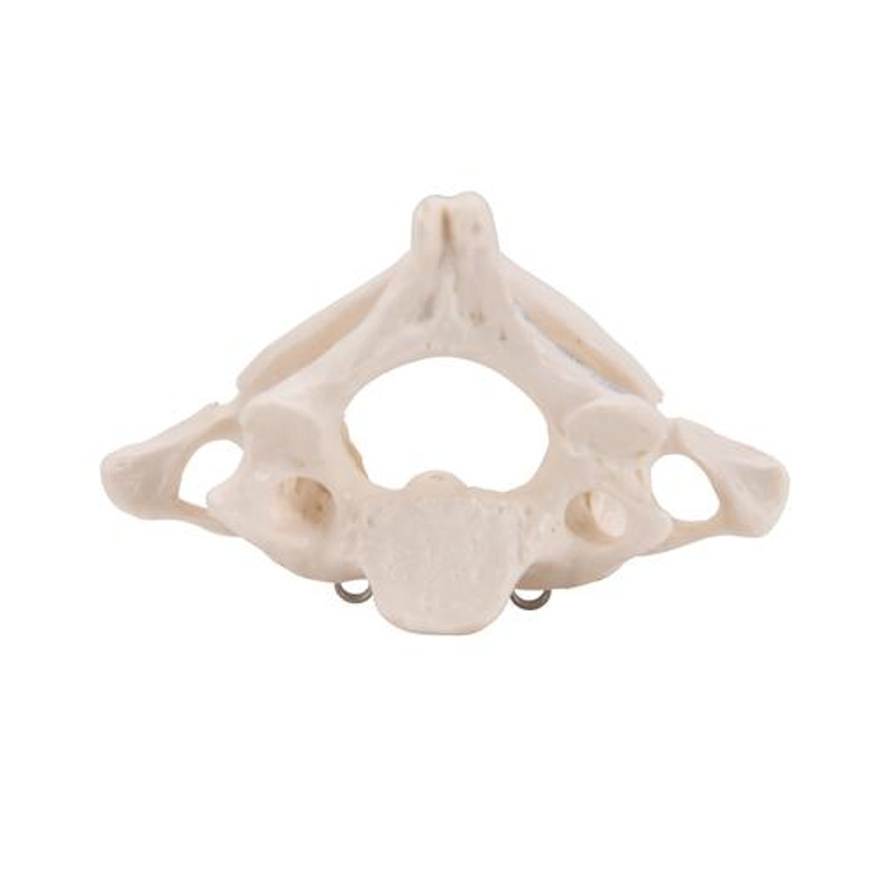 Atlas and Axis Bones Anatomy Model Without Stand