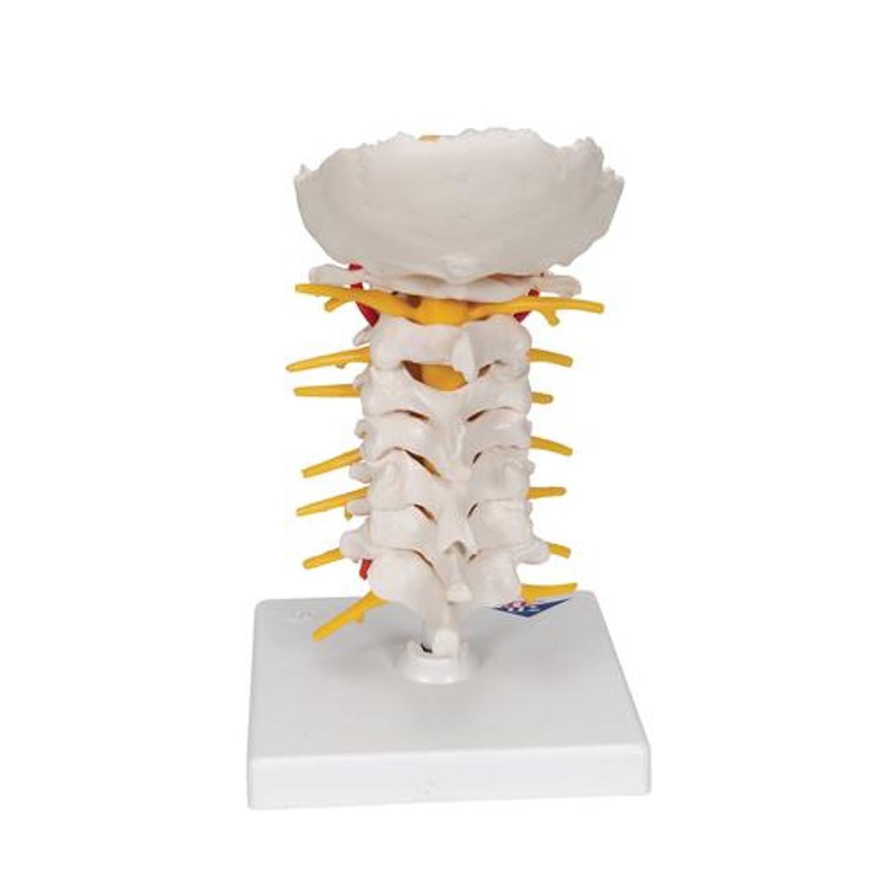 Cervical Spinal Column Anatomy Model