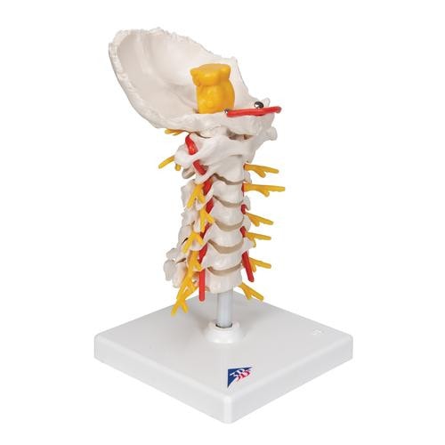 3B Scientific Cervical Spinal Column Anatomy Model | Anatomy Warehouse