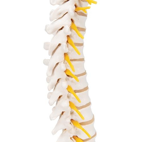 3B Scientific Thoracic Spinal Column Anatomy Model | Anatomy Warehouse