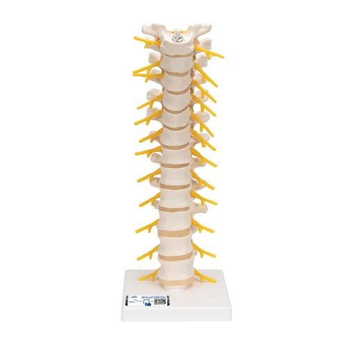 3B Scientific Thoracic Spinal Column Anatomy Model | Anatomy Warehouse