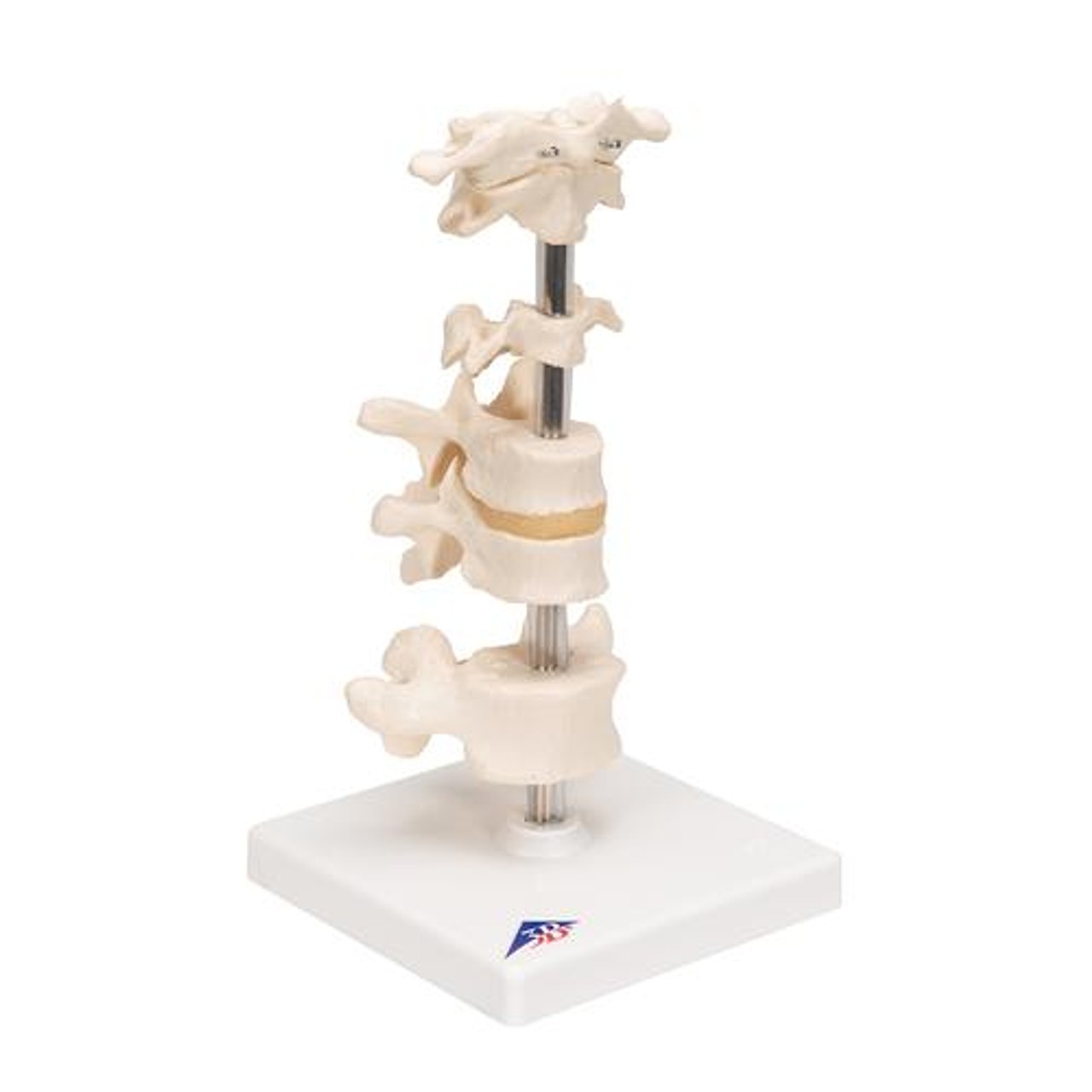 6 Mounted Vertebrae Anatomy Model