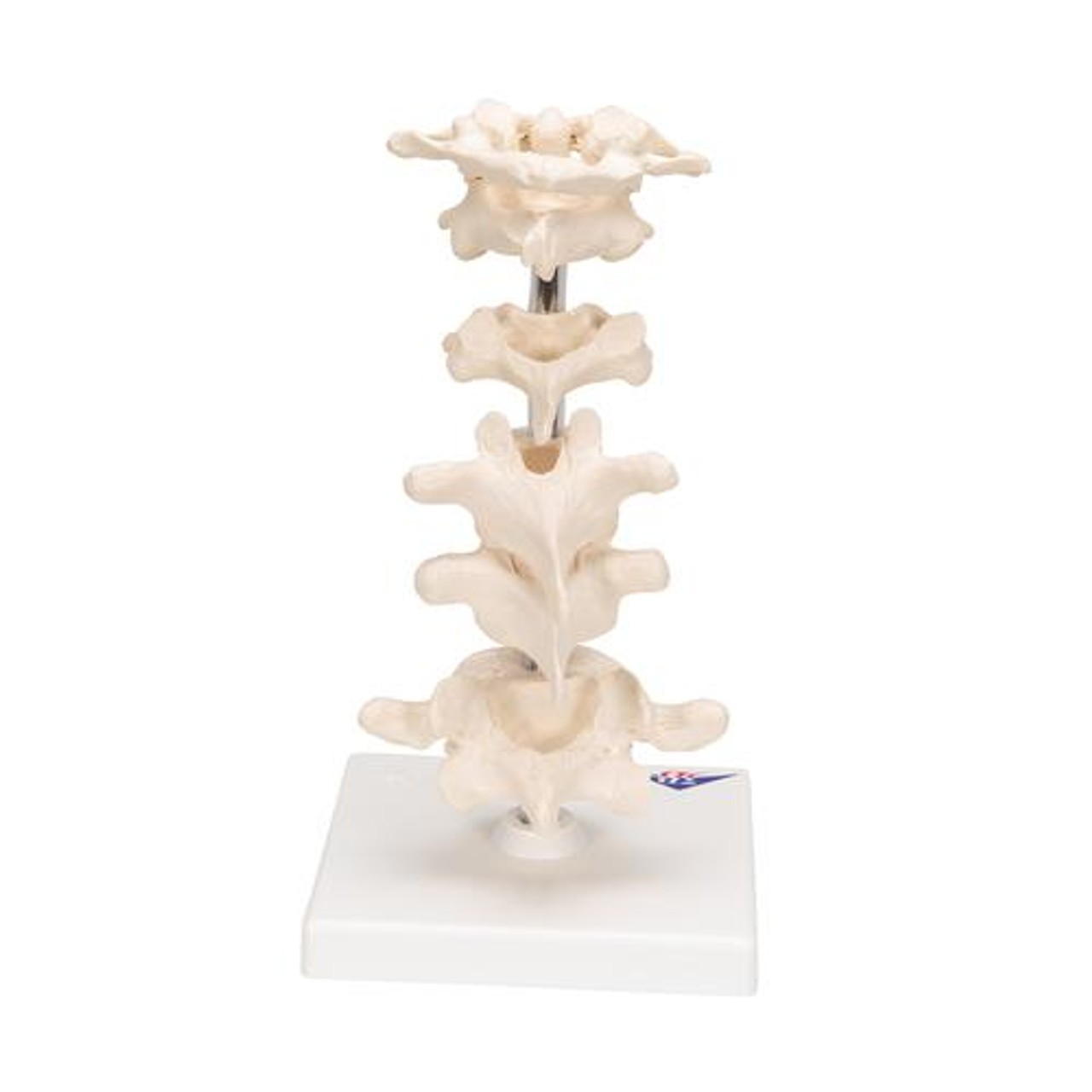 6 Mounted Vertebrae Anatomy Model