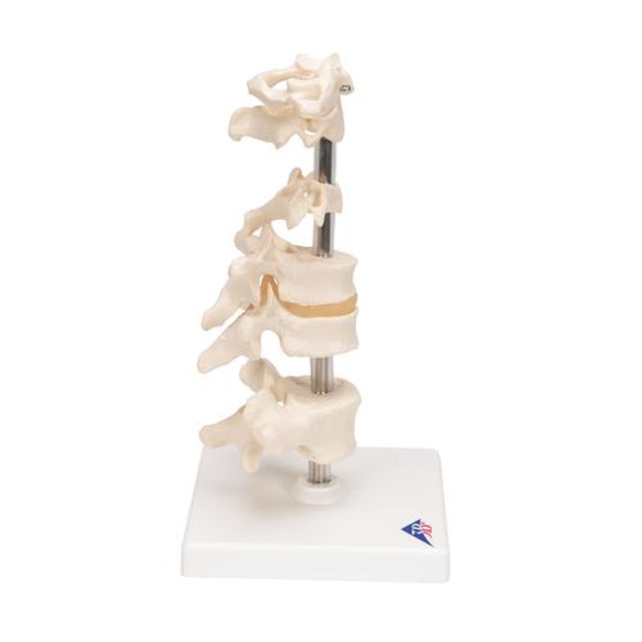 6 Mounted Vertebrae Anatomy Model