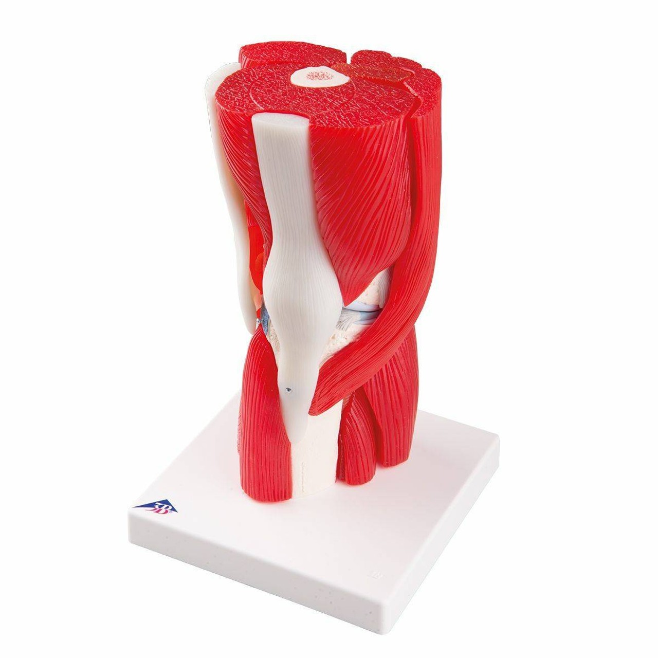 Knee Joint Anatomy Model With Removable Muscles 12 Parts