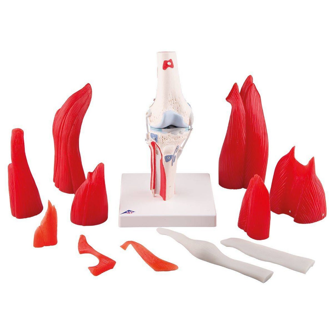 Knee Joint Anatomy Model With Removable Muscles 12 Parts