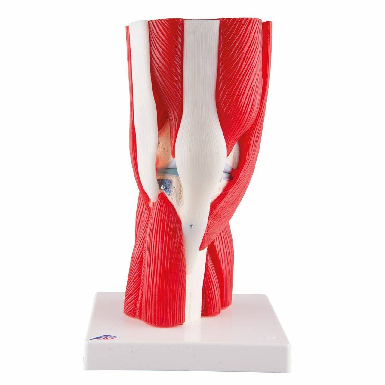 Knee Joint Anatomy Model With Removable Muscles 12 Parts