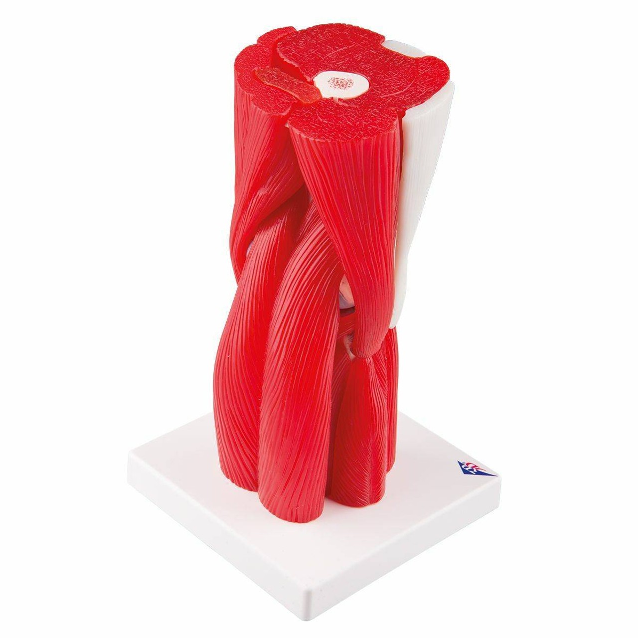 Knee Joint Anatomy Model With Removable Muscles 12 Parts