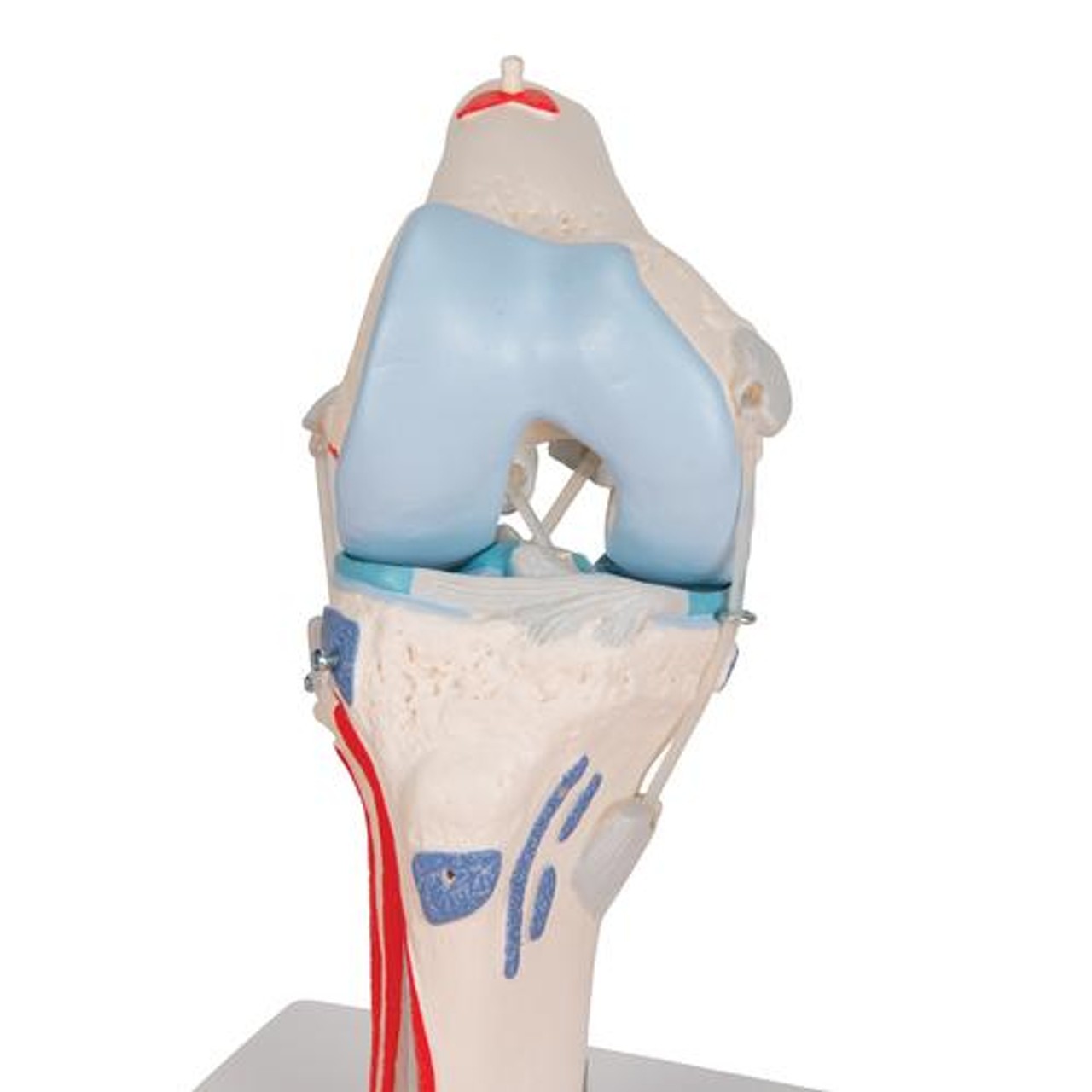 Knee Joint Anatomy Model With Removable Muscles 12 Parts