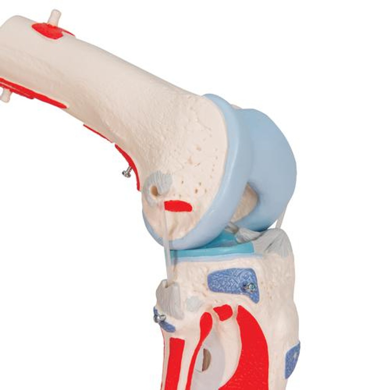 Knee Joint Anatomy Model With Removable Muscles 12 Parts