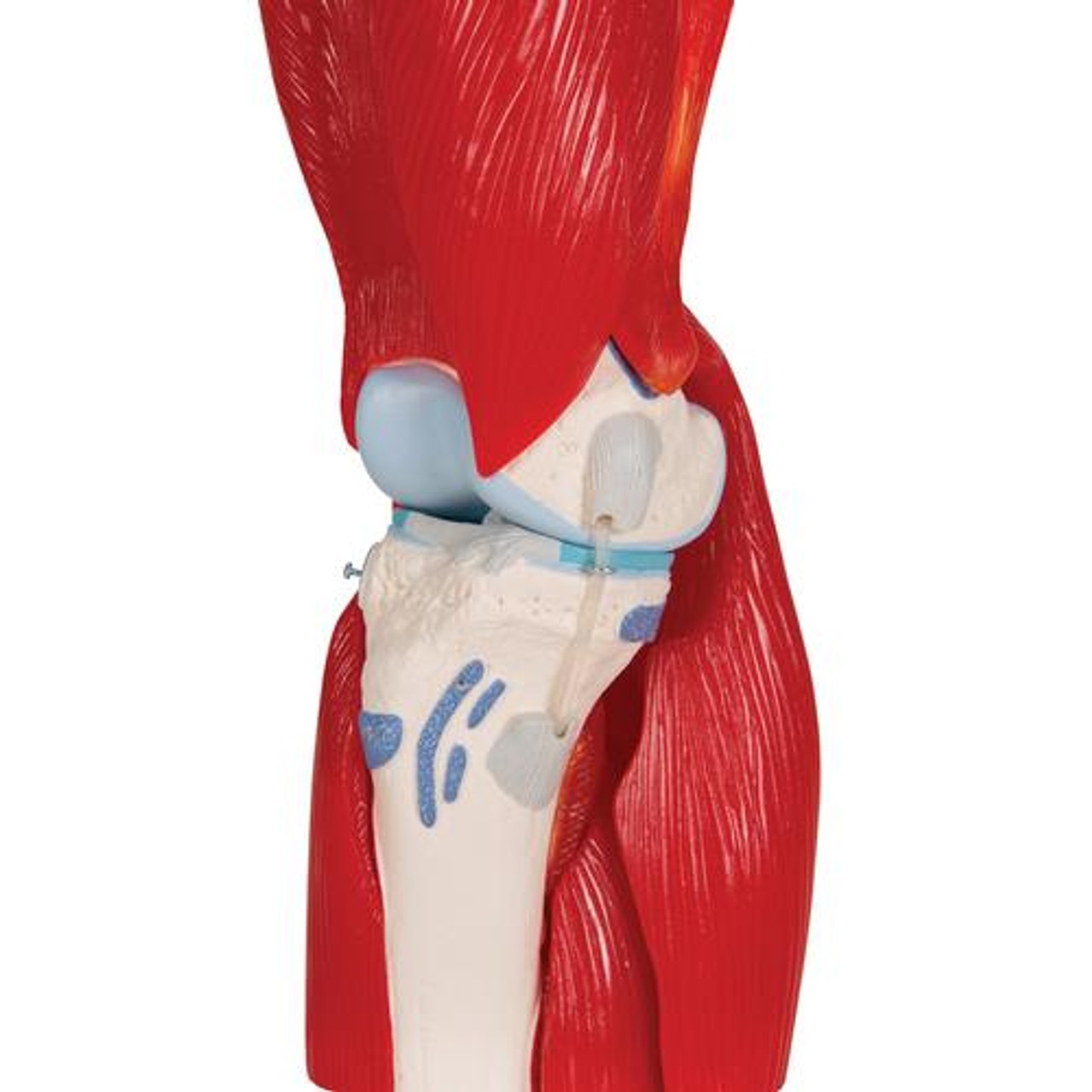 Knee Joint Anatomy Model With Removable Muscles 12 Parts