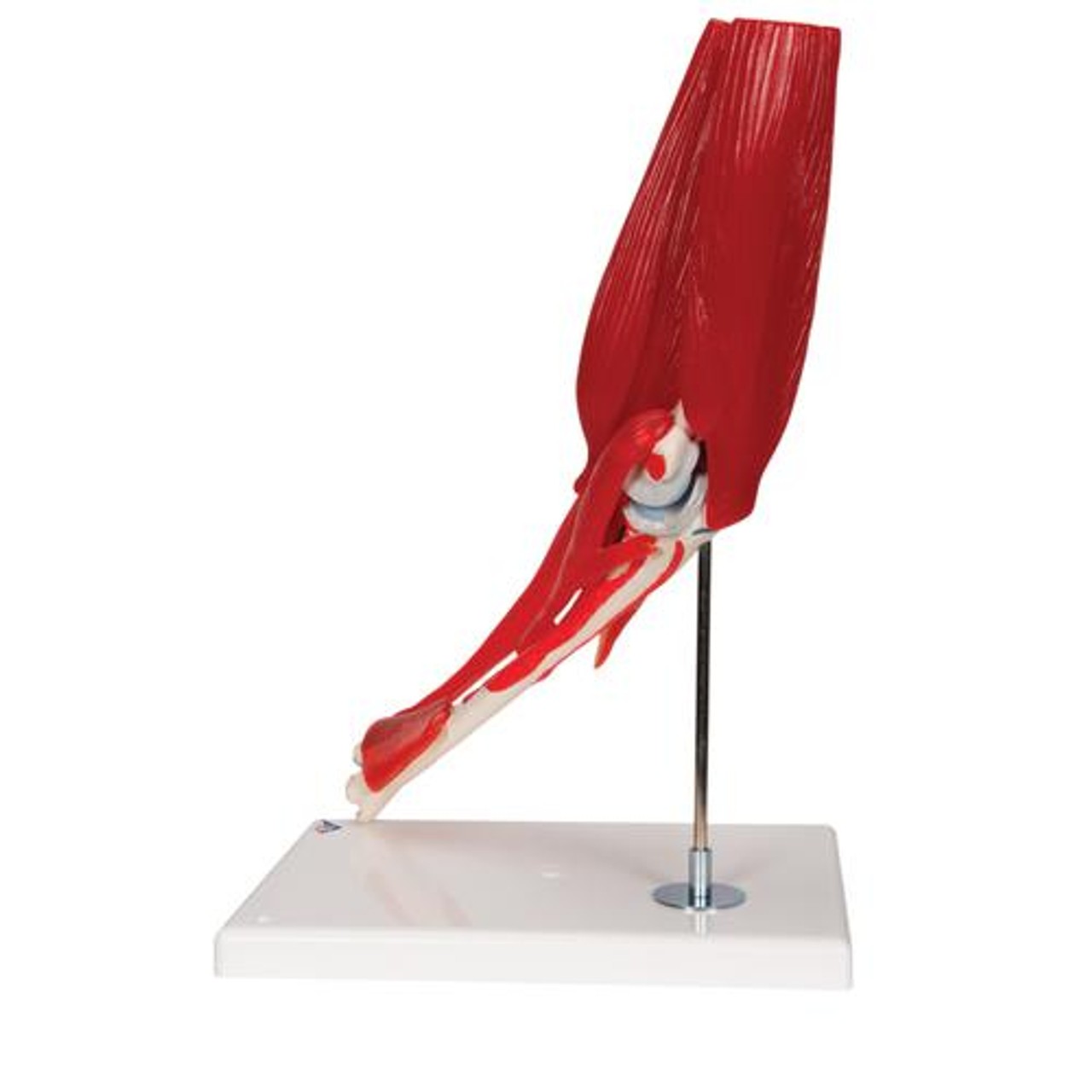 Elbow Joint Anatomy Model