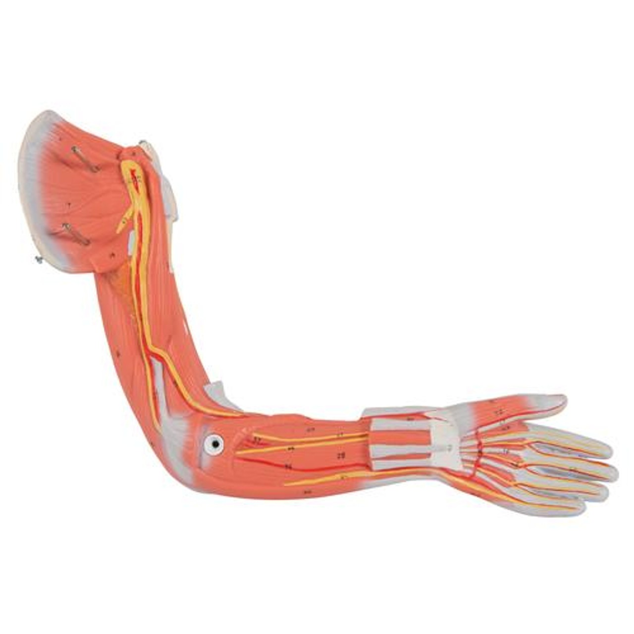 Complete Dual Sex Muscle Figure Anatomy Model