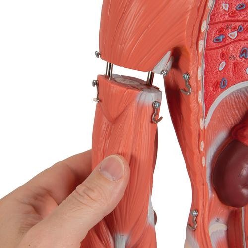 3B Scientific Complete Dual Sex Muscle Figure Anatomy Model