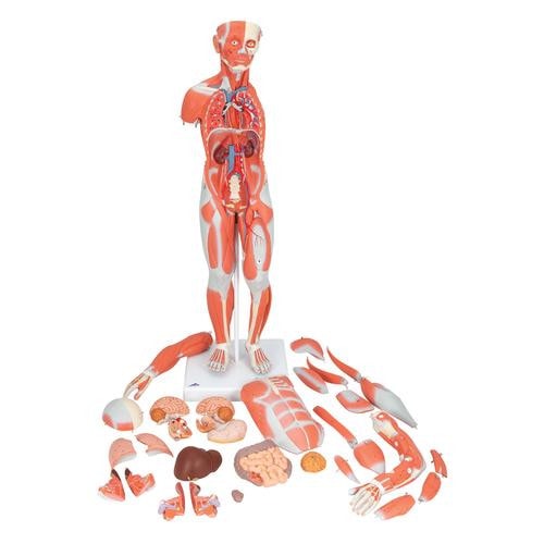3B Scientific Complete Dual Sex Muscle Figure Anatomy Model