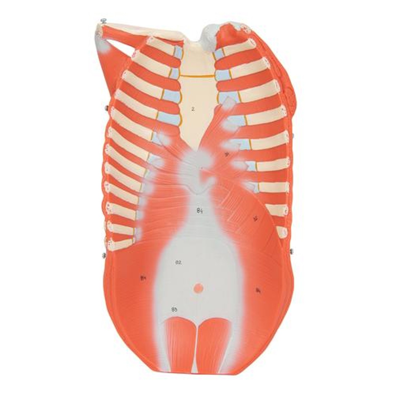 Complete Dual Sex Muscle Figure Anatomy Model
