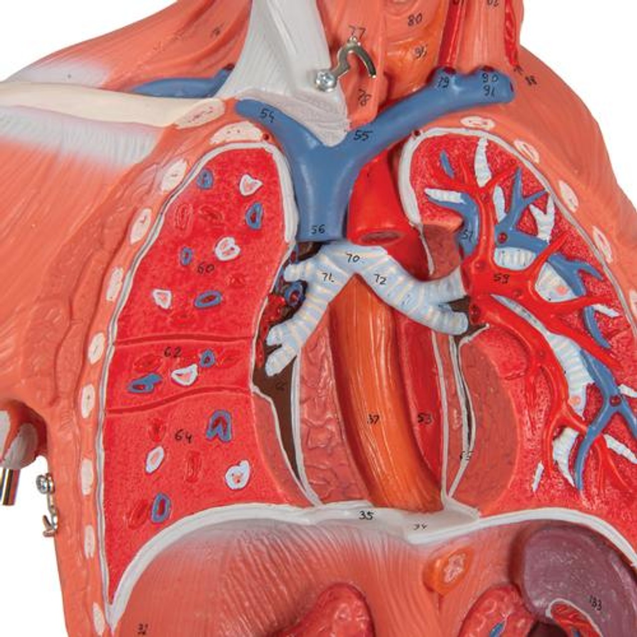 Complete Dual Sex Muscle Figure Anatomy Model - Detailed View