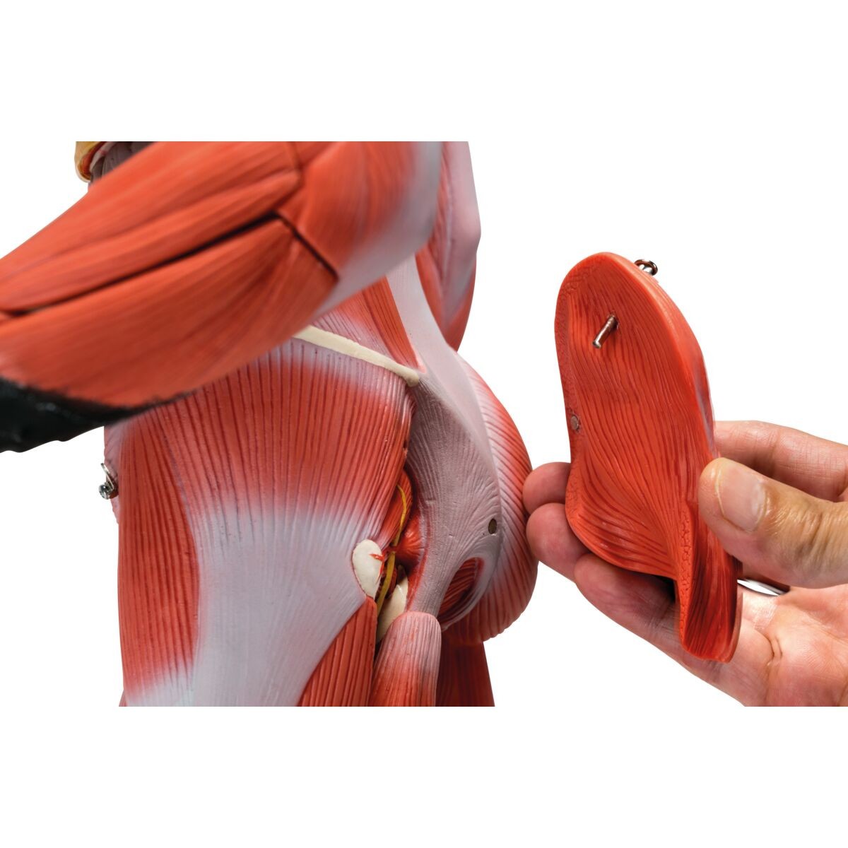 Complete Dual Sex Muscle Figure Anatomy Model