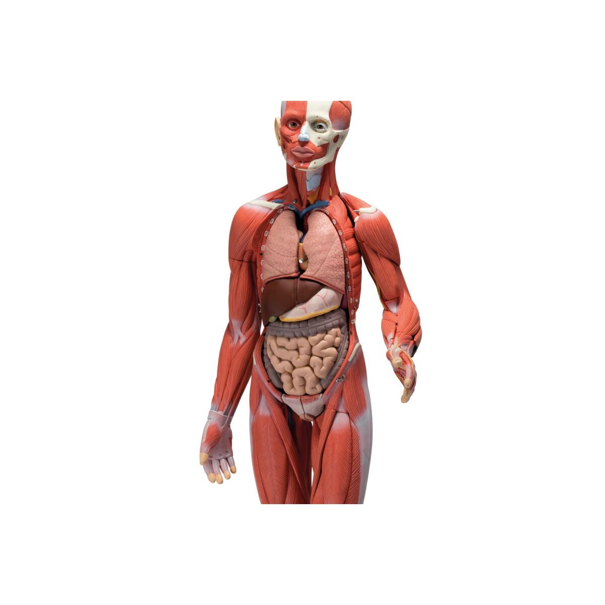 アナトミー 2 3B Scientific Complete Dual Sex Muscle Figure Anatomy Model