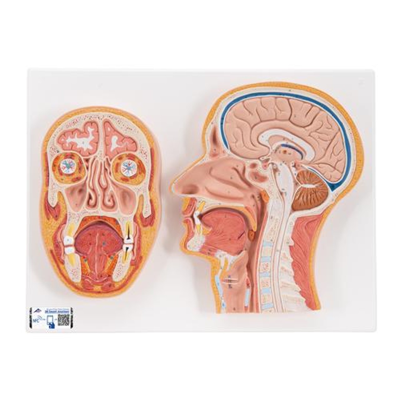 Median and Frontal Section Of The Human Head Anatomy Model
