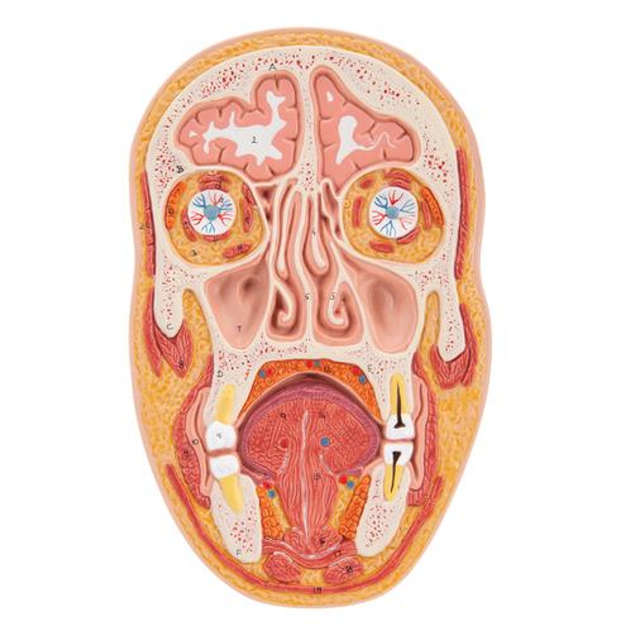 Median and Frontal Section Of The Human Head Anatomy Model