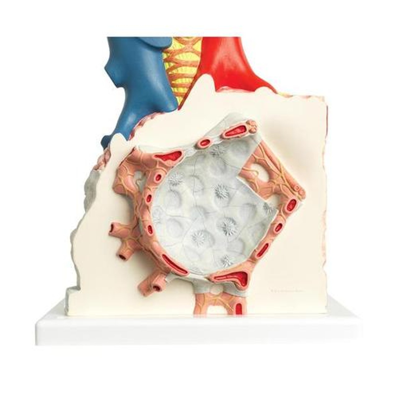 Pulmonary Lobule Anatomy Model With Surrounding Blood Vessels
