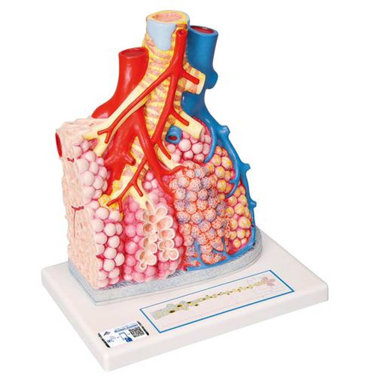 Pulmonary Lobule Anatomy Model With Surrounding Blood Vessels