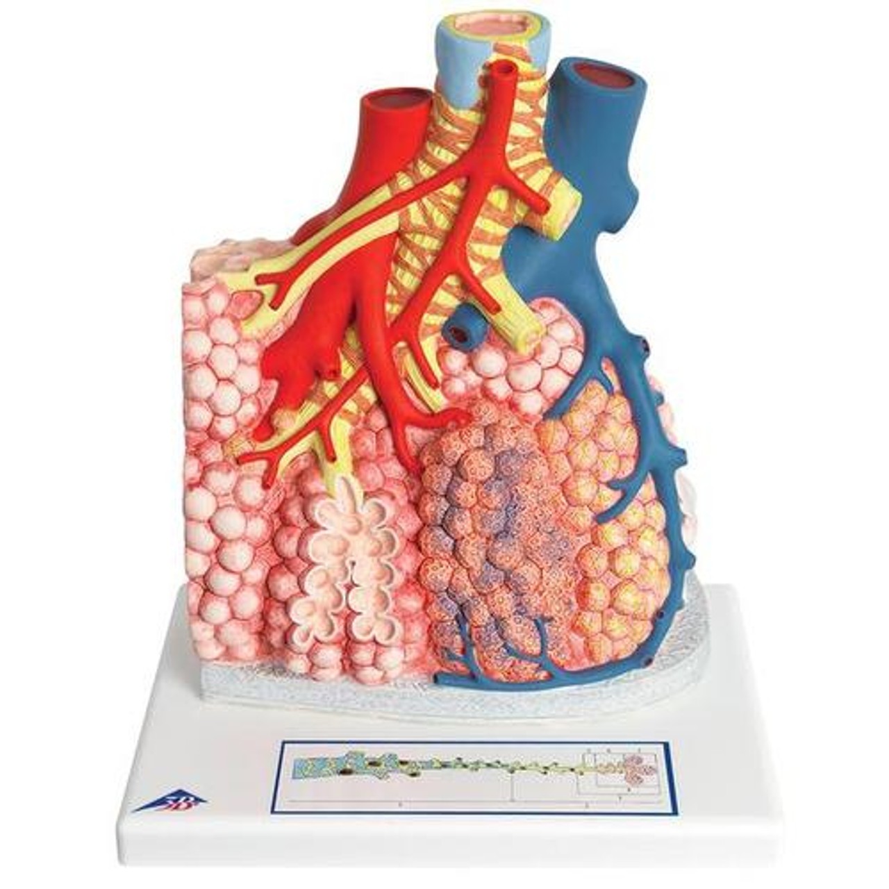 Pulmonary Lobule Anatomy Model With Surrounding Blood Vessels