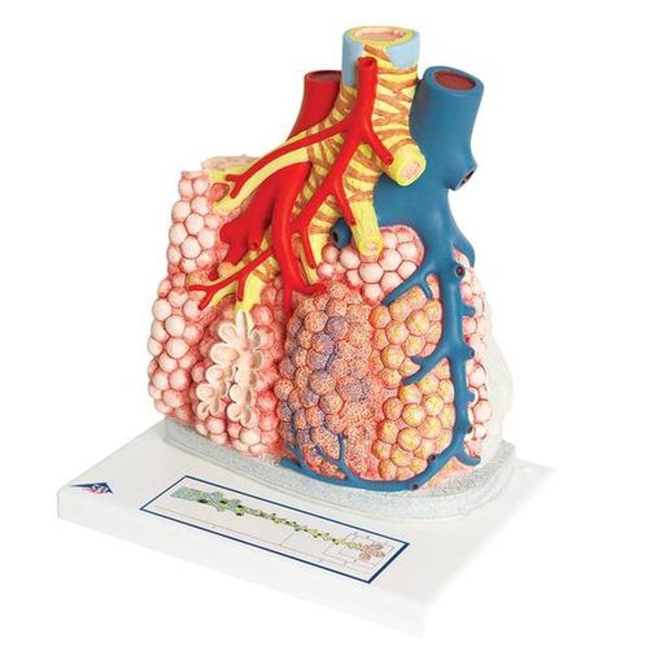 Pulmonary Lobule Anatomy Model With Surrounding Blood Vessels