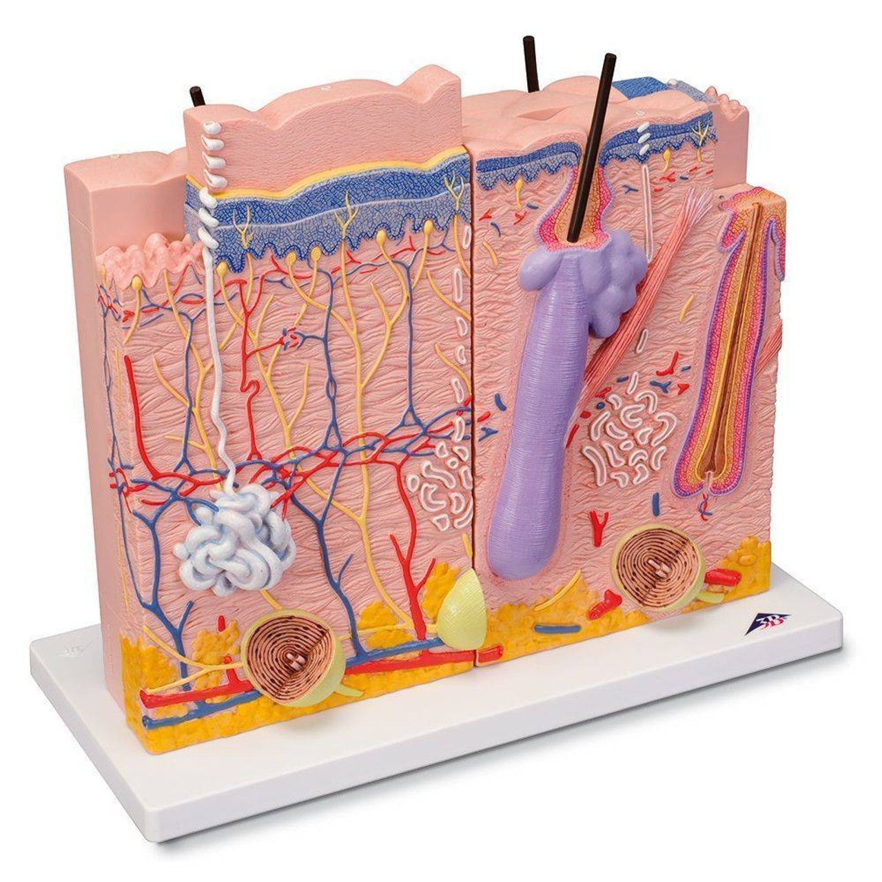 Human Skin Anatomy Model 3 Parts