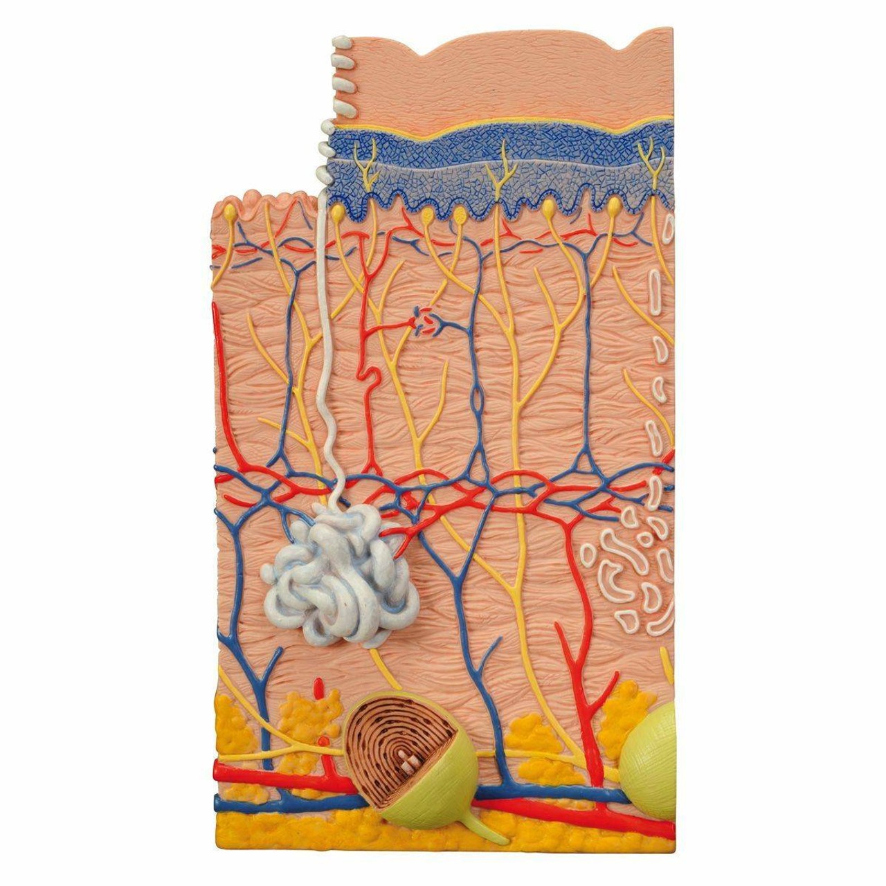 Human Skin Anatomy Model 3 Parts