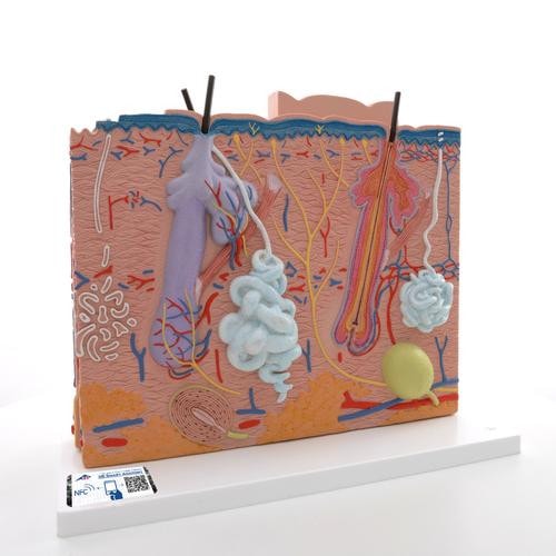 3B Scientific Human Skin Anatomy Model (3 Parts) | Anatomy 3B Scientific Human Skin Anatomy Model (3 Parts) | Anatomy