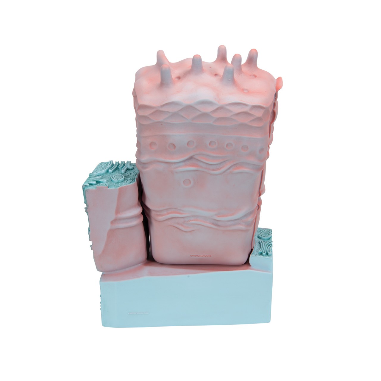 Animal Cell Structure Model