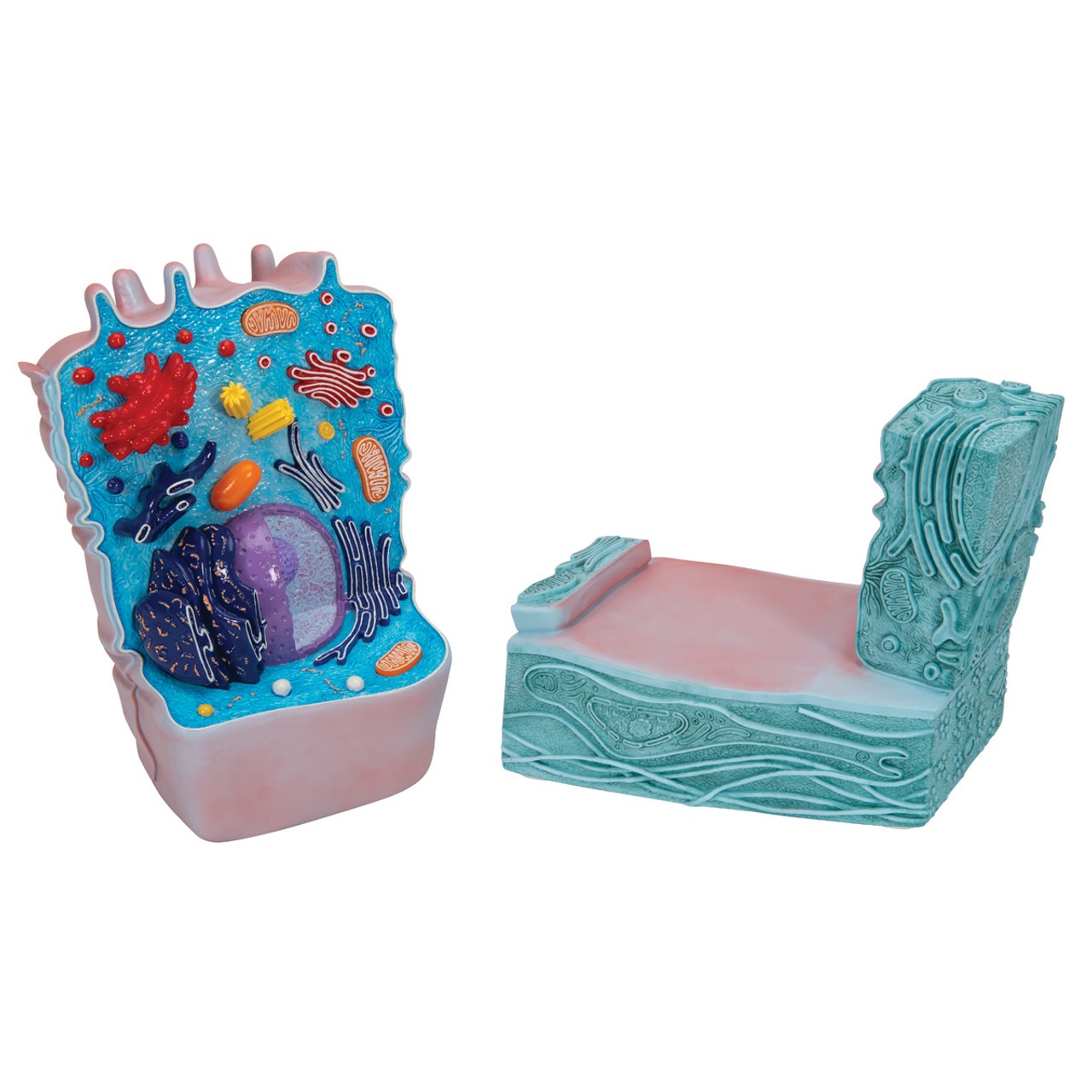Animal Cell Structure Model