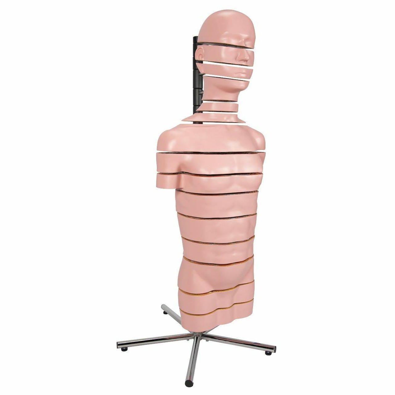 MRI Human Torso Anatomy Model 15 Slices