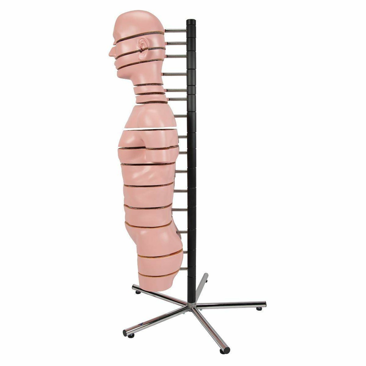 MRI Human Torso Anatomy Model 15 Slices
