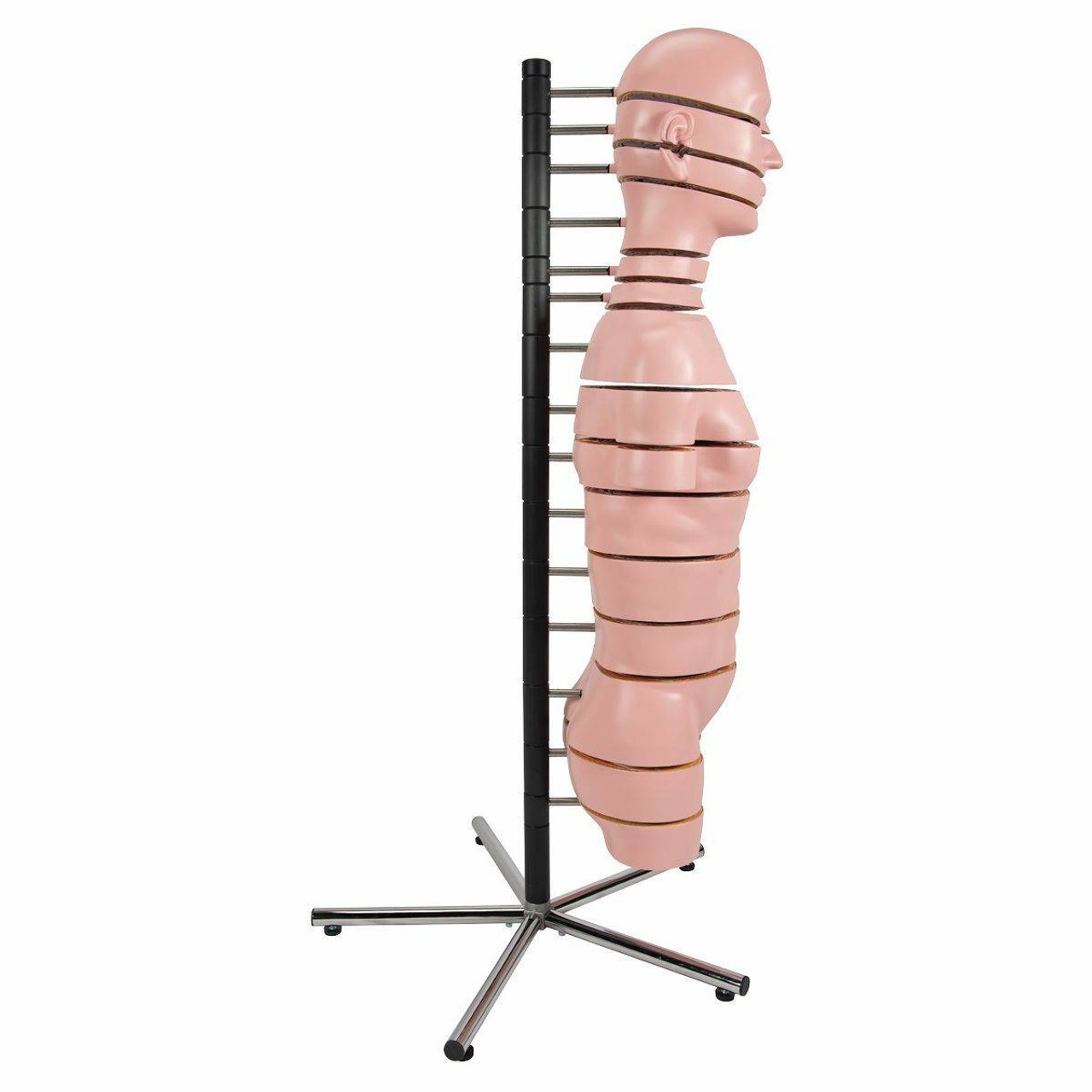 MRI Human Torso Anatomy Model 15 Slices