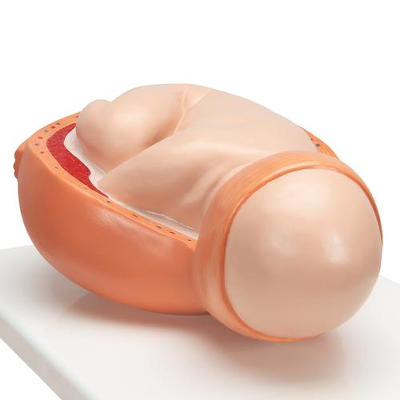 5-Stage Birth Process Anatomy Model