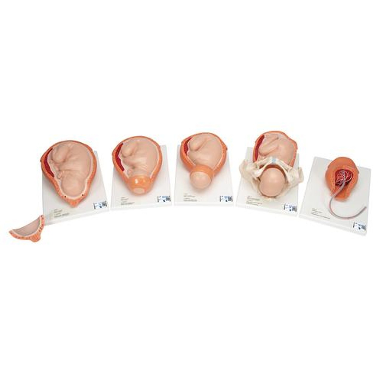 5-Stage Birth Process Anatomy Model