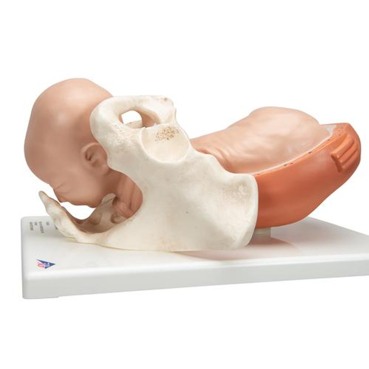 5-Stage Birth Process Anatomy Model