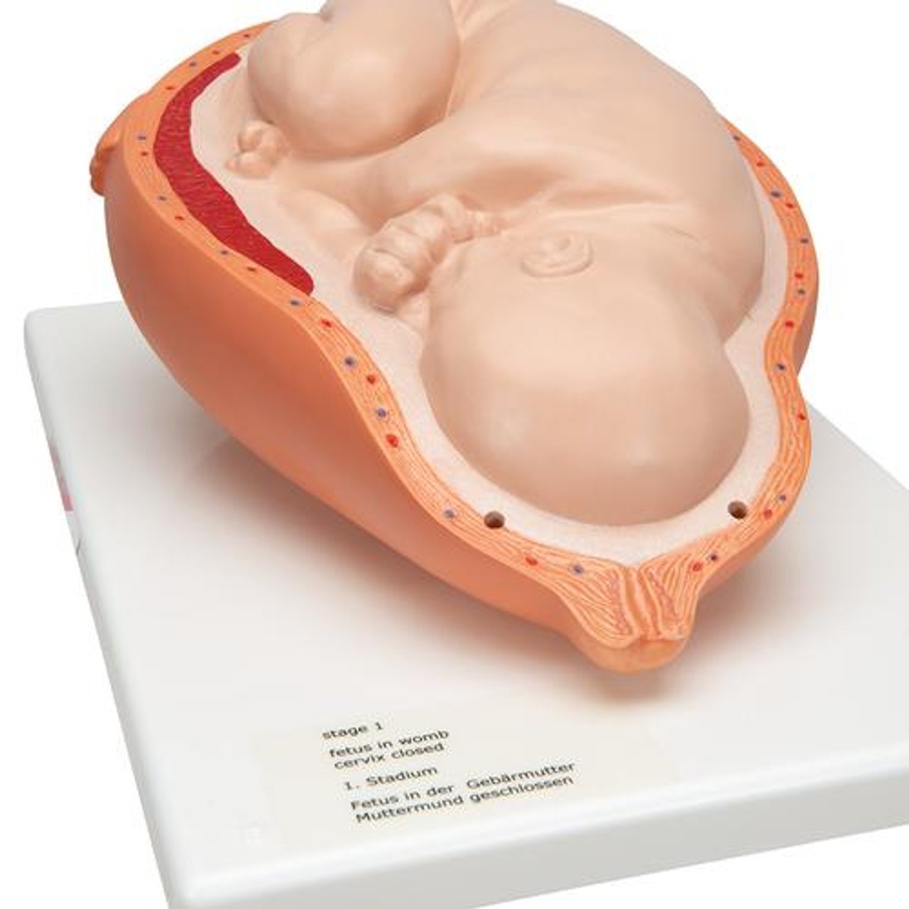 5-Stage Birth Process Anatomy Model