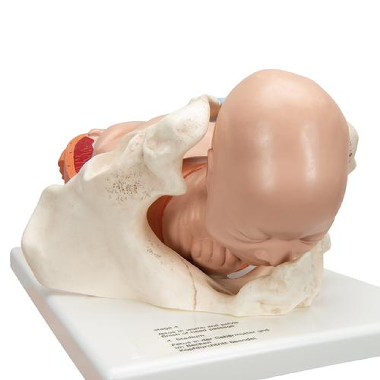 5-Stage Birth Process Anatomy Model